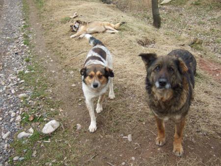 bandi et chipie