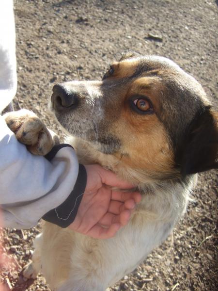 bandi