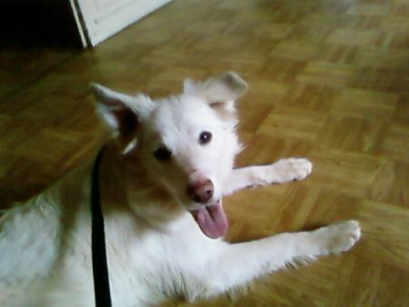sam