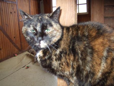 minette