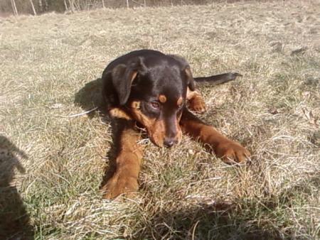 aria cest bn l'herbe?