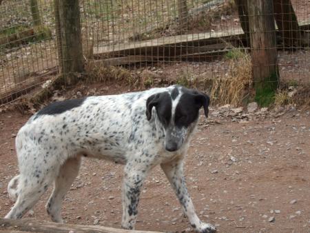 atena