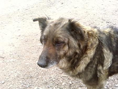 chipie