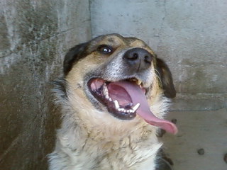 bandi tout content