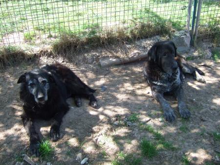 gzena et goliate