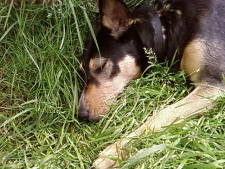 la puce qui dort