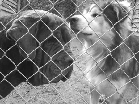vulcane et guizmo