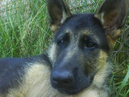 furio