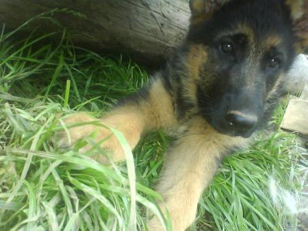 furio