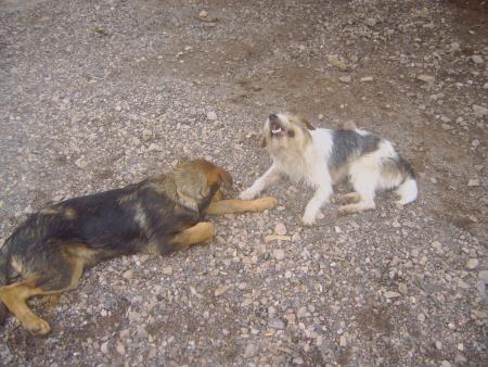 spud et cobra