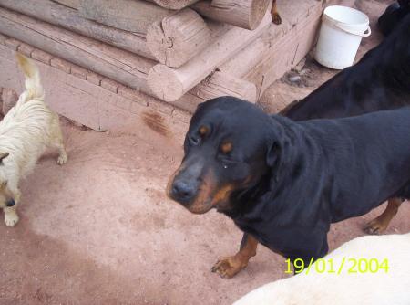 tessy