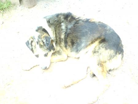 attila ( x husky )