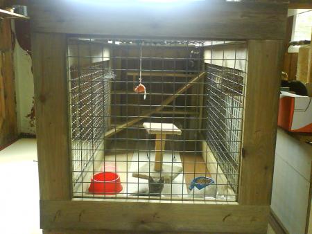 le boxe des chatons