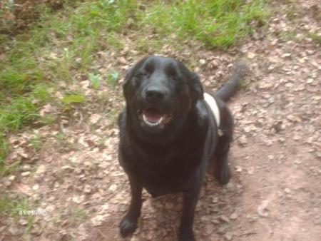 sedna ( labrador )