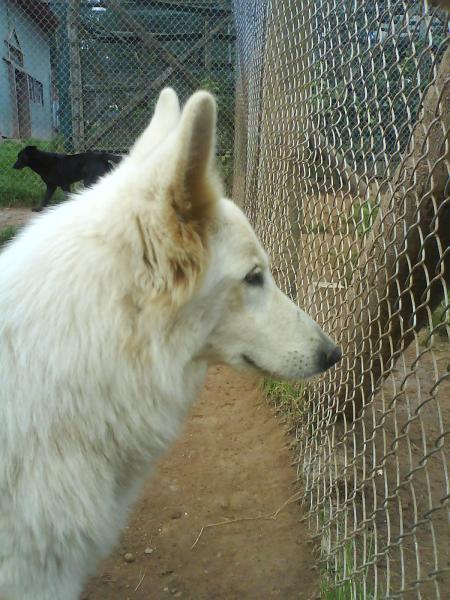 athena ( berger suisse )
