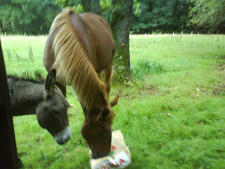 cadichon et dody