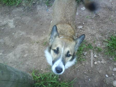 lasie ( x collet )