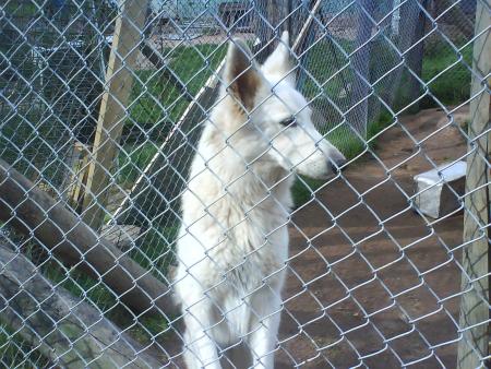 athena