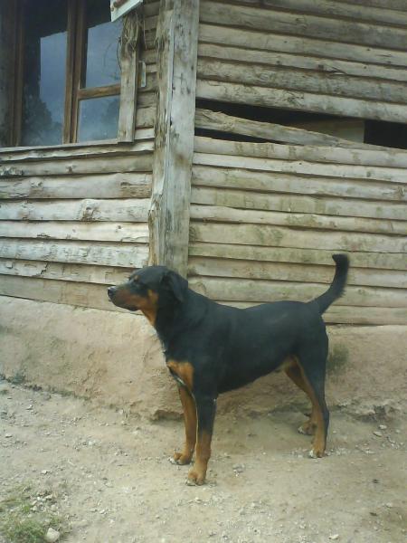 morphé ( bouvier bernois x rottweiler )