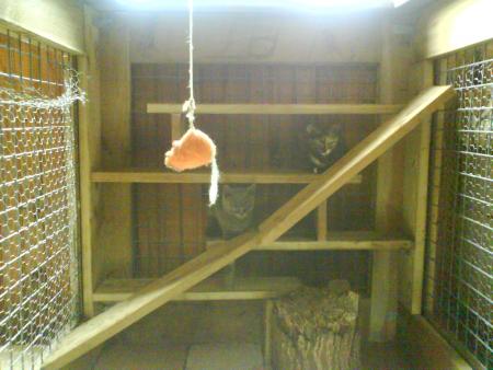 le boxe des chatons