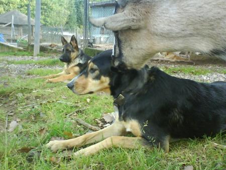 furio ficelle et charlotte
