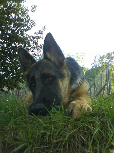furio 5mois ( berger allemand )