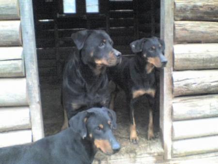 achile tessy et alpha
