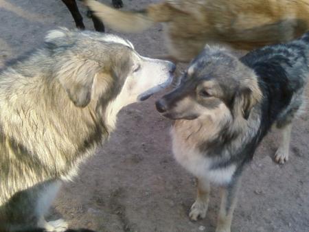 guizmo et cassihuss